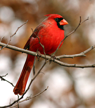 cardinal