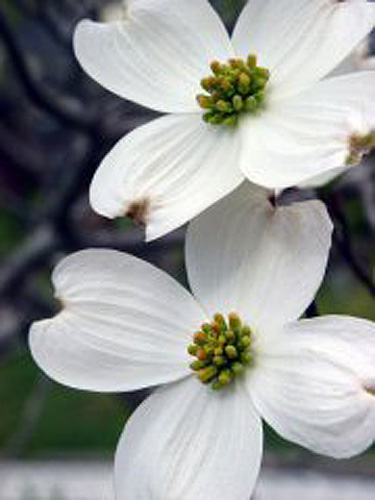 Dogwood